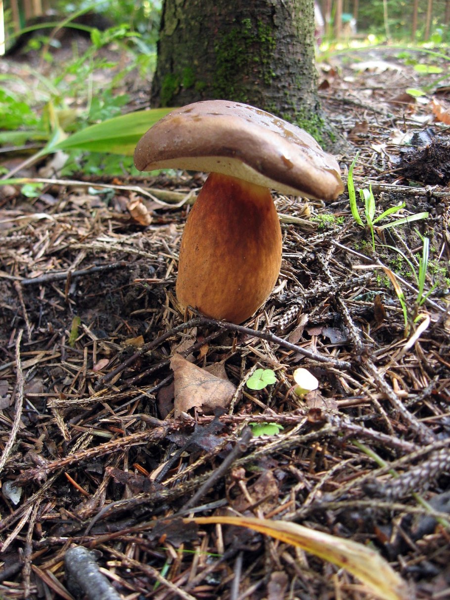 Дубовик и польский гриб