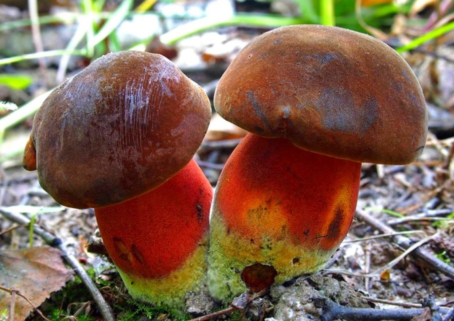 Гриб Дубовик оливково-бурый