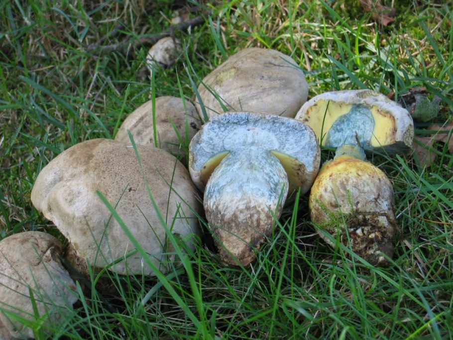 Боровик укореняющийся (Boletus radicans)