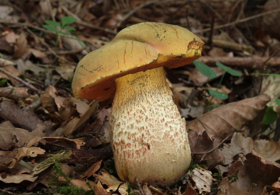 Boletus luridus Дубовик обыкновенный