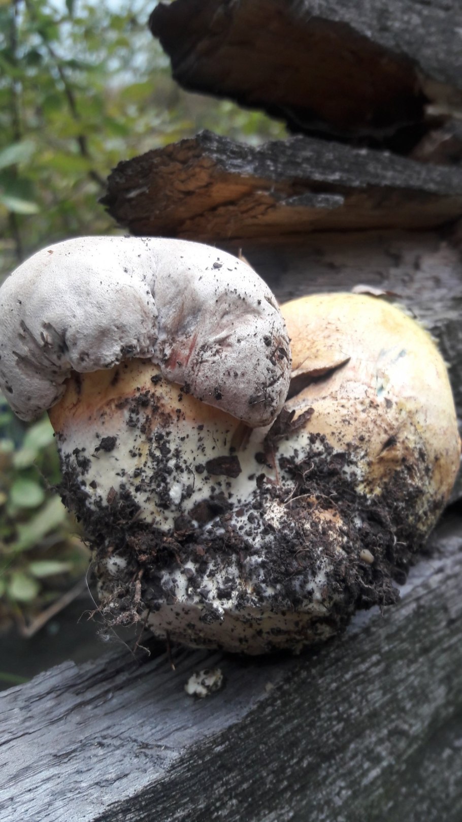 Caloboletus radicans