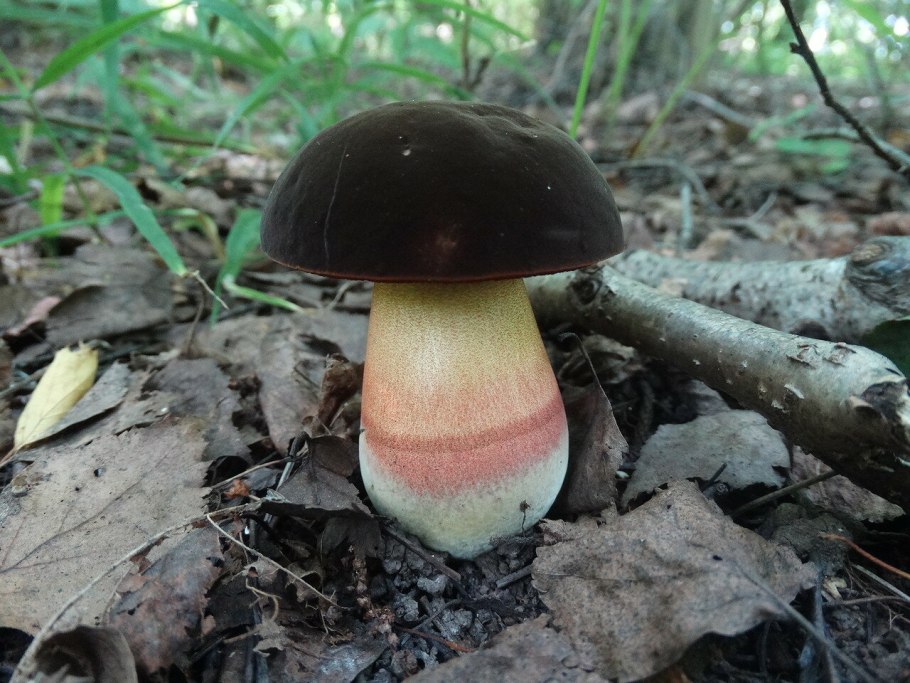 Боровик крапчатый