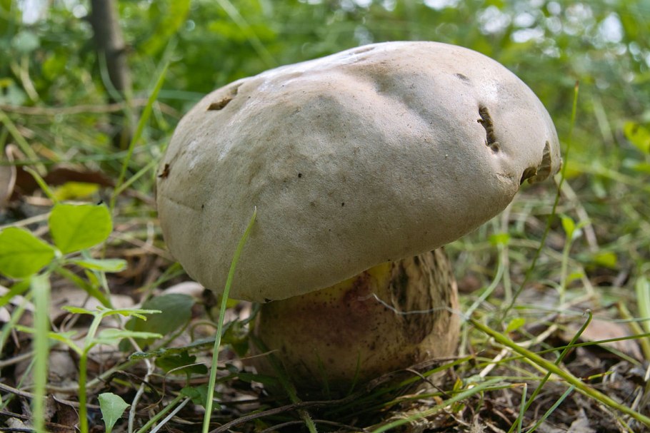 Боровик укореняющийся (Boletus radicans)