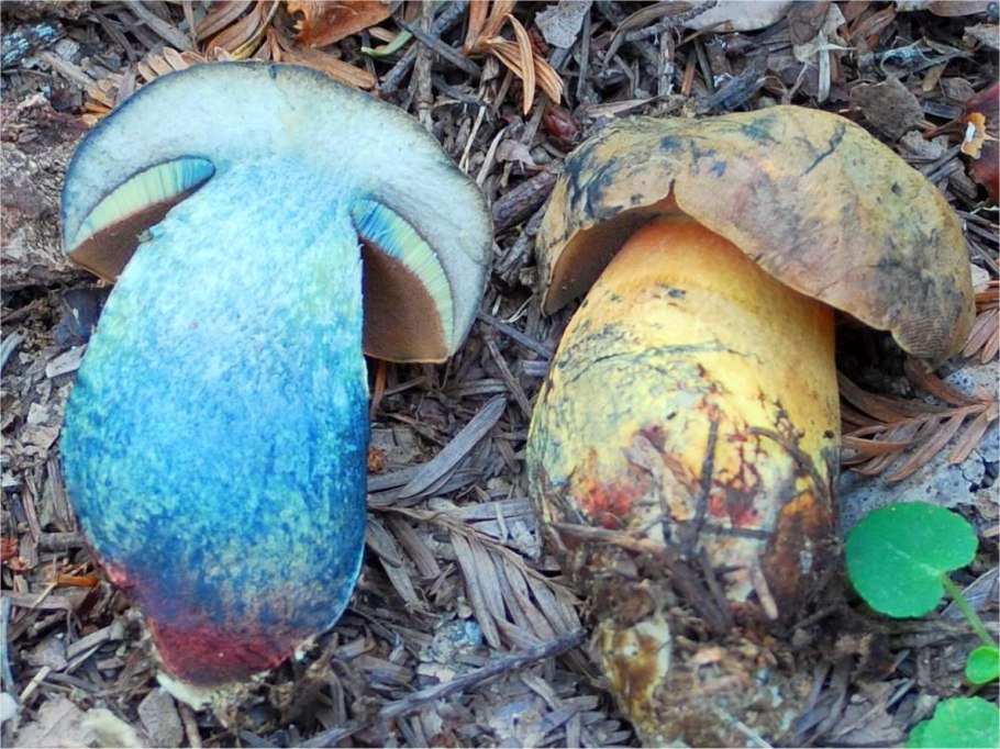 Гриб Дубовик оливково-бурый