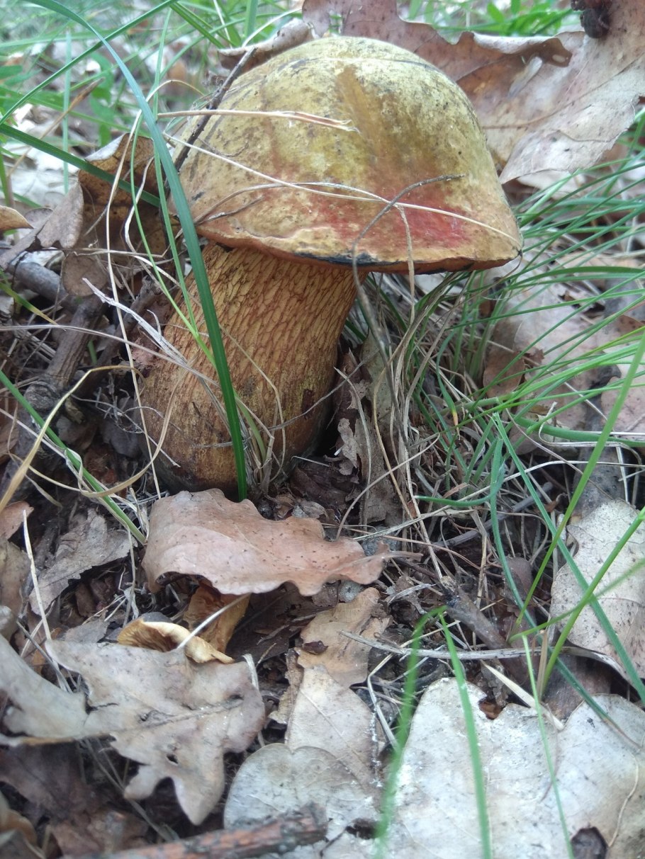 Поддубник гриб синий