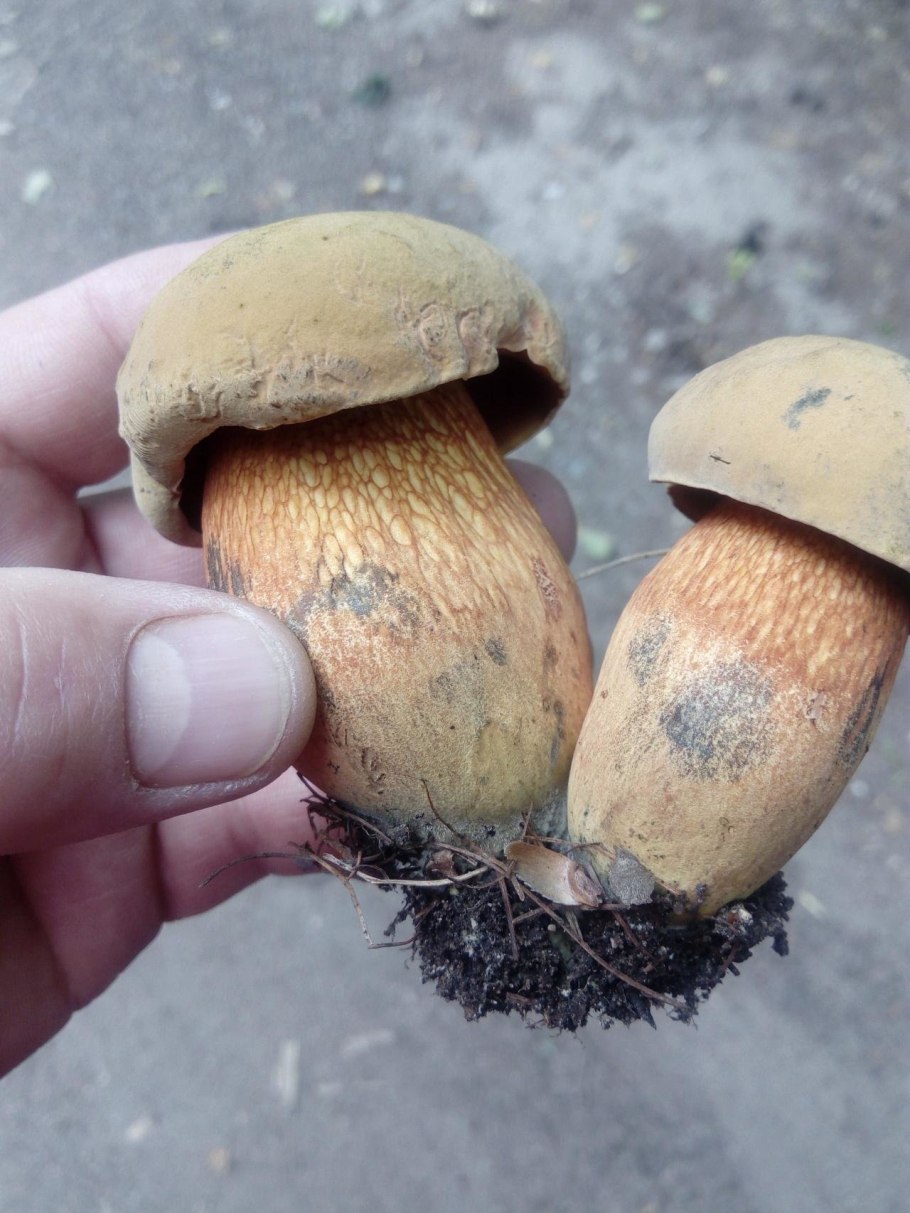 Поддубовик гриб синеющий