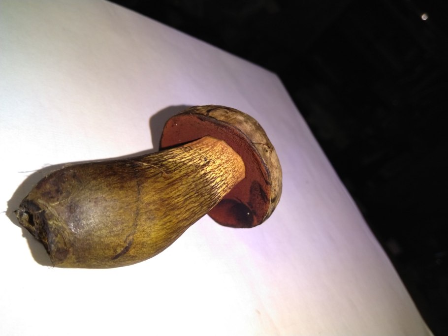 Гриб синеет на срезе