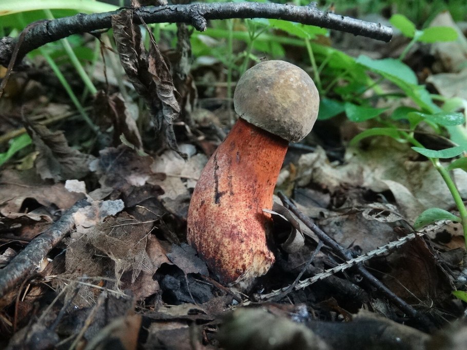 Дубовик крапчатый Boletus erythropus