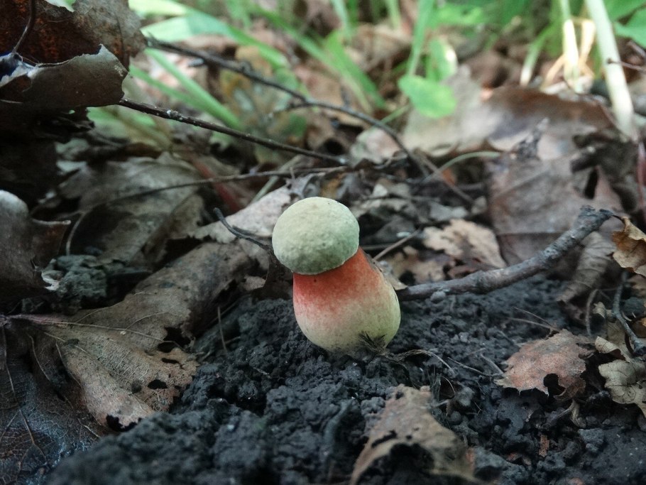 Гриб дубовик крапчатый