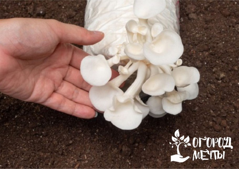 Мудрый гриб