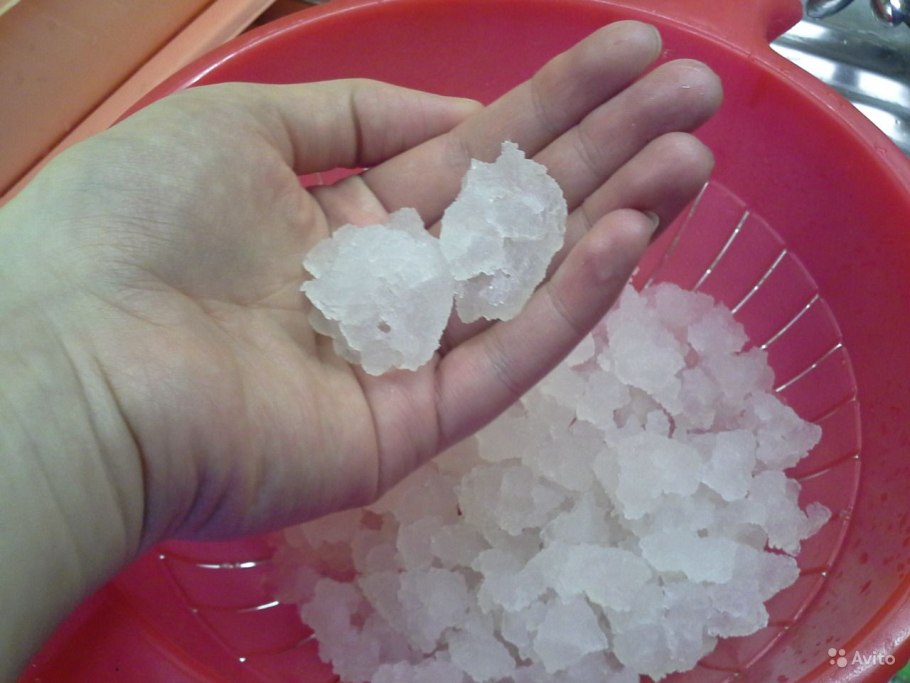 Индийский морской рис (зооглея)