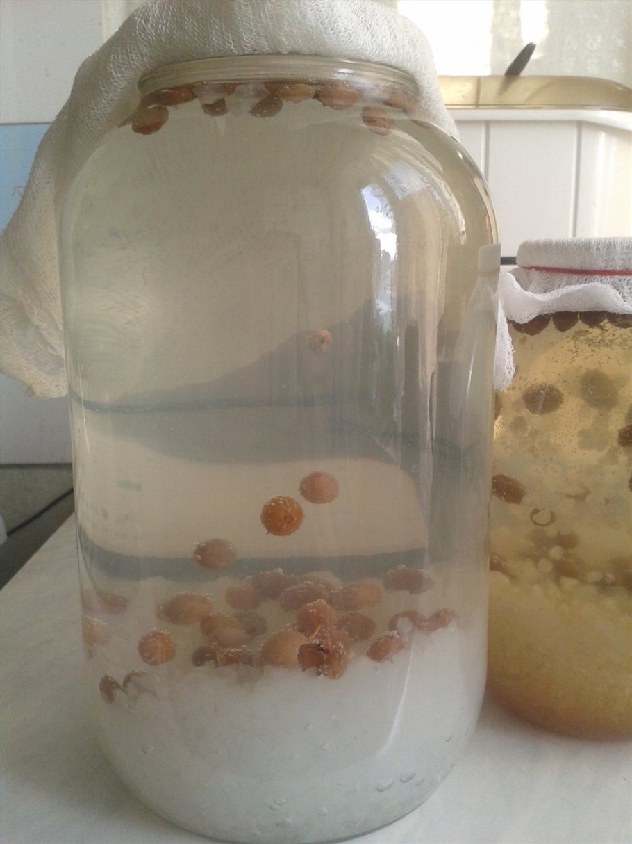 Индийский морской рис (зооглея)