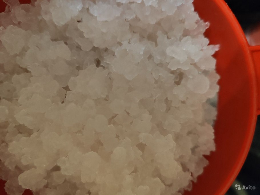 Гриб Индии кит