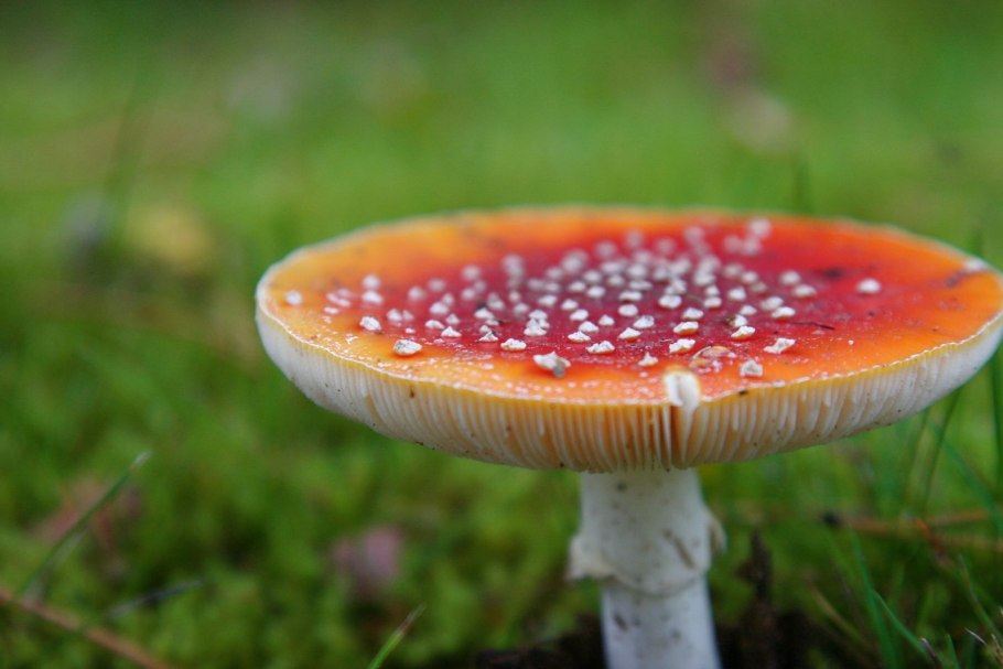 Мухомор красный сибирский
