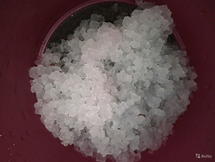 Индийский морской рис (зооглея)