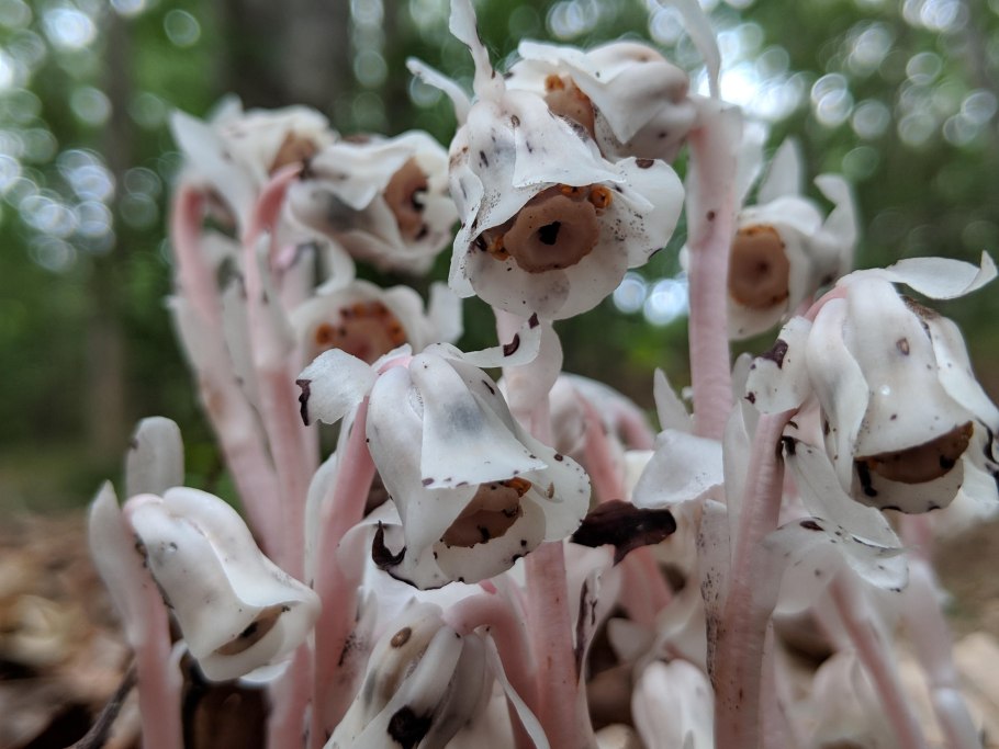 Картинка один гриб с фоном