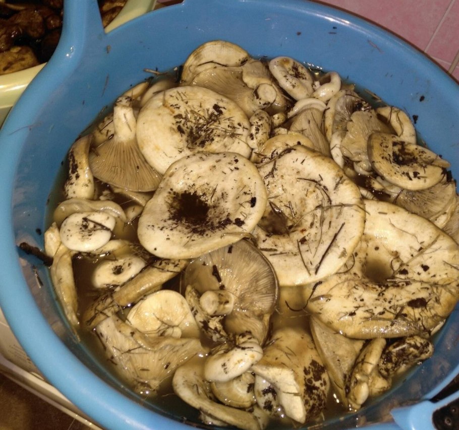 Млечник лиловеющий (Lactarius violascens)