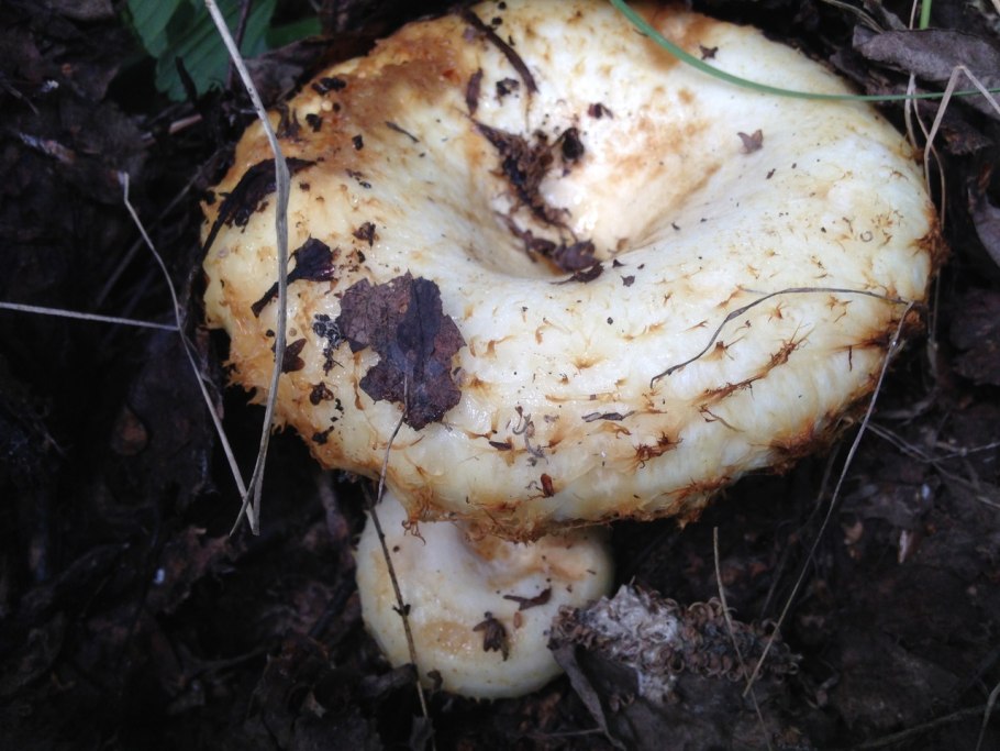 Груздь жёлтый Lactarius scrobiculatus