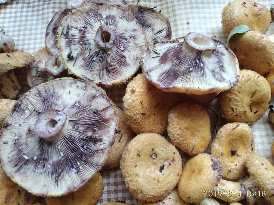 Груздь болотный