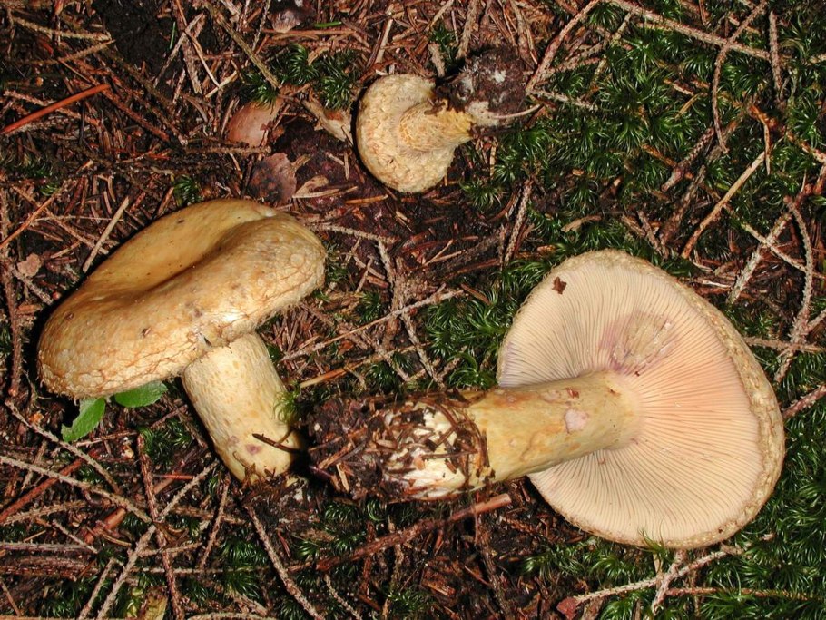 Груздь синеющий (Lactárius repraesentáneus)