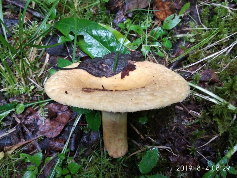 Груздь Тайга