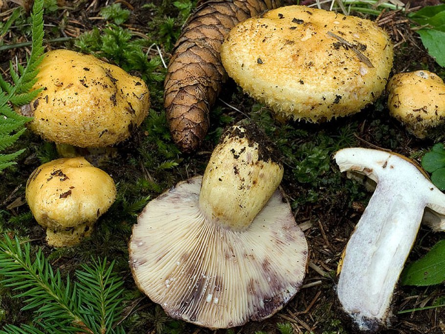 Груздь золотисто — желтый лиловеющий