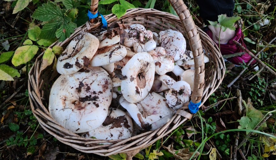 Грибы с загнутыми вниз краями