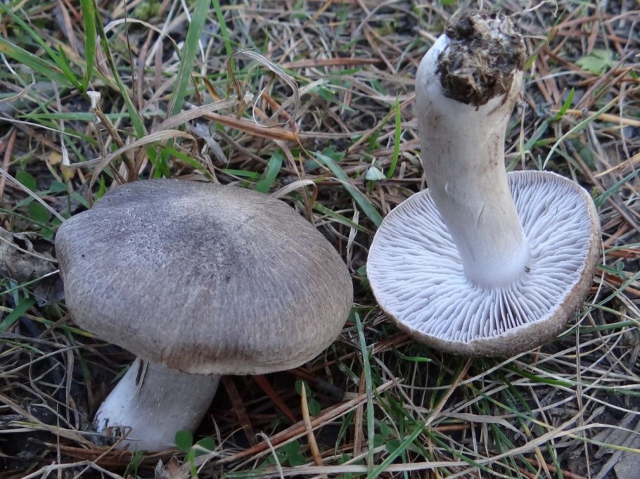 Рядовку землисто-серую (Tricholoma terreum)