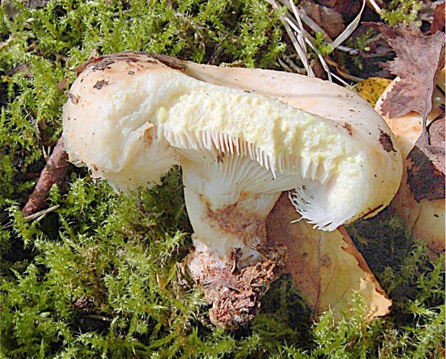 Волнушки рыжики грузди