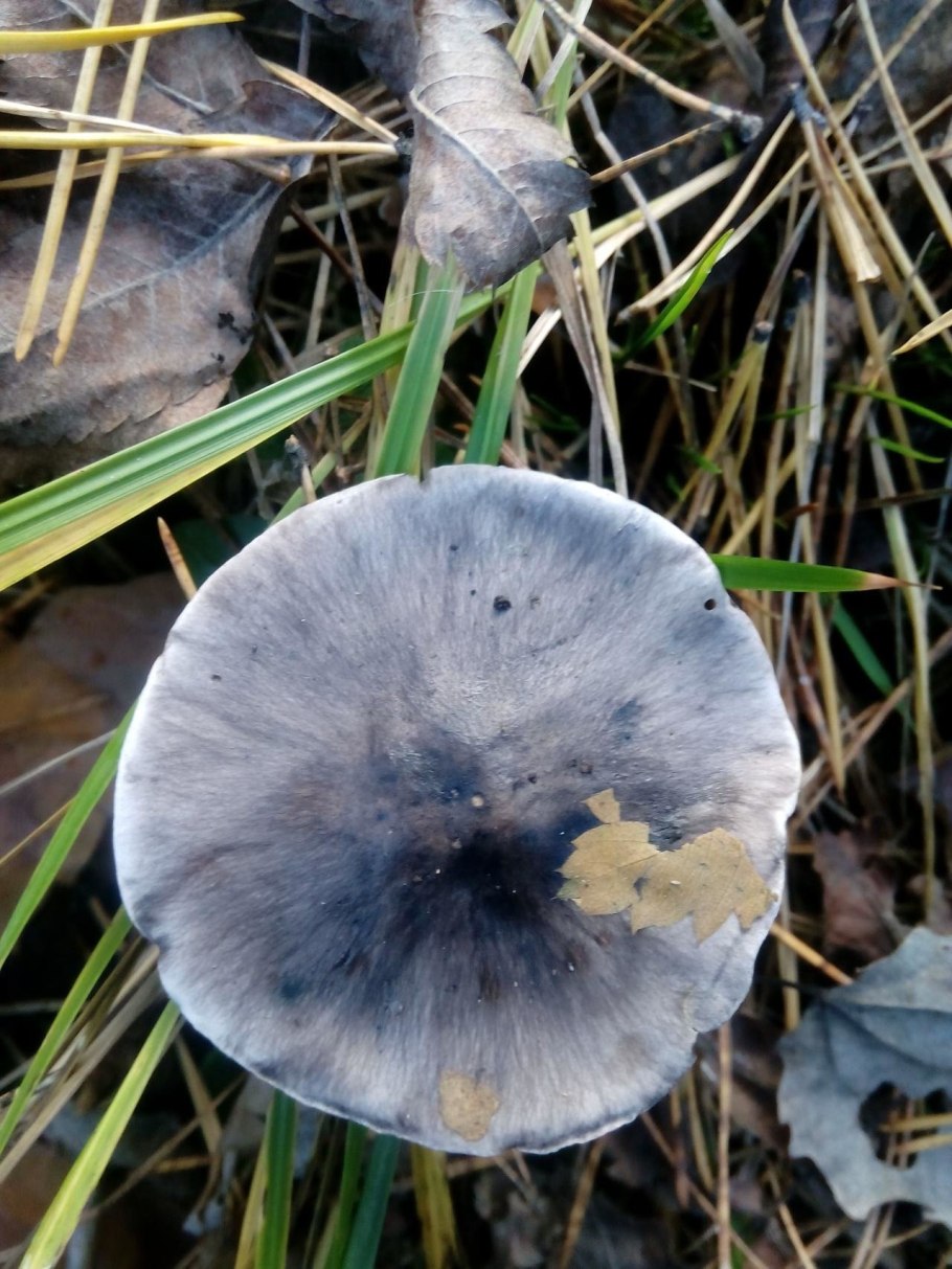 Рядовка серая Tricholoma portentosum.