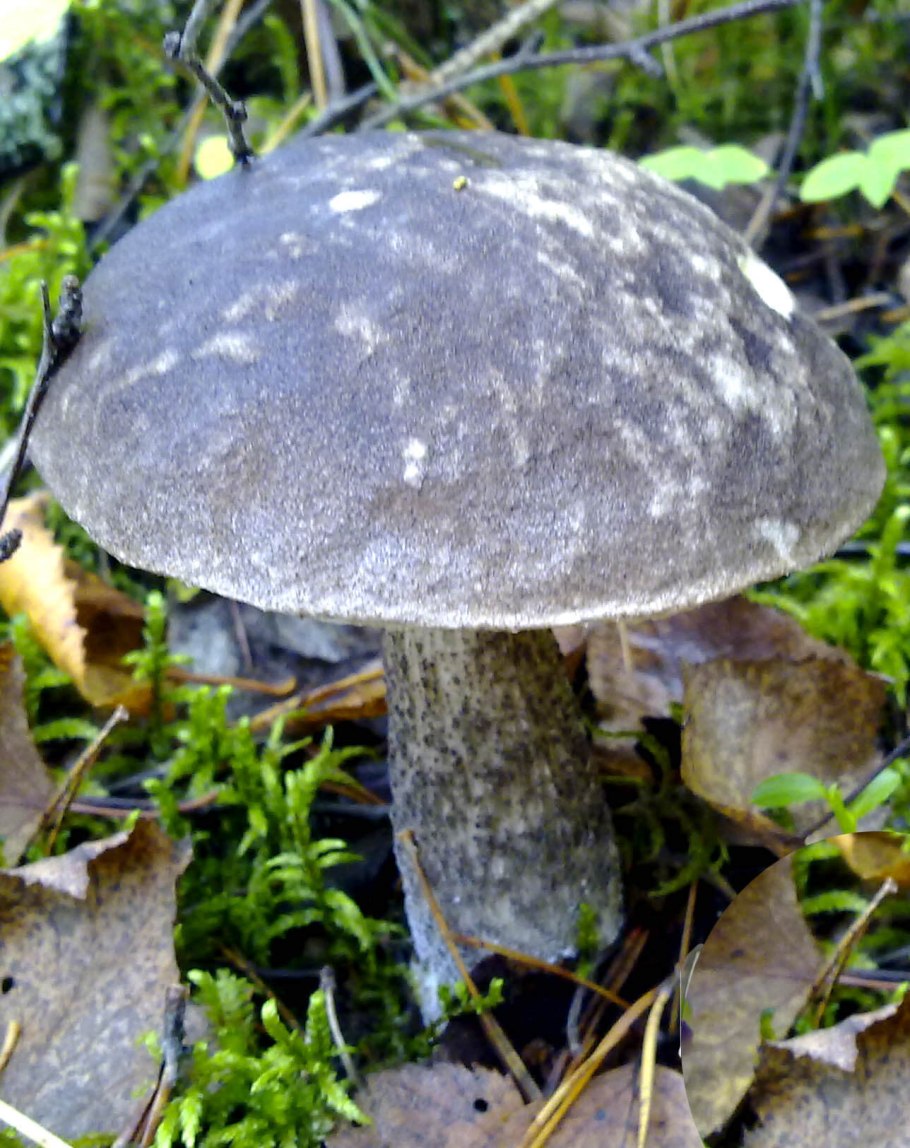 Грибы обабки обабки