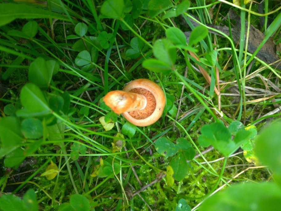 Рыжик Пихтовый