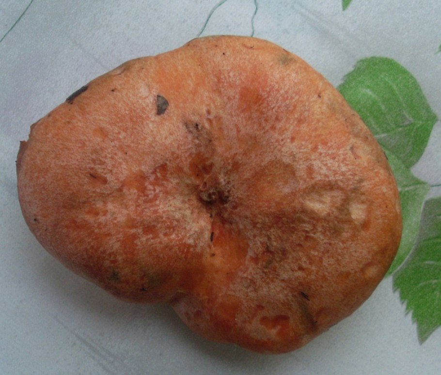 Грибы в Кольчугино