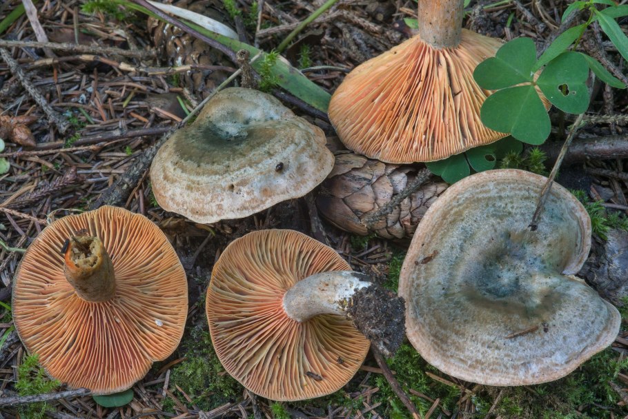 Рыжик на срезе