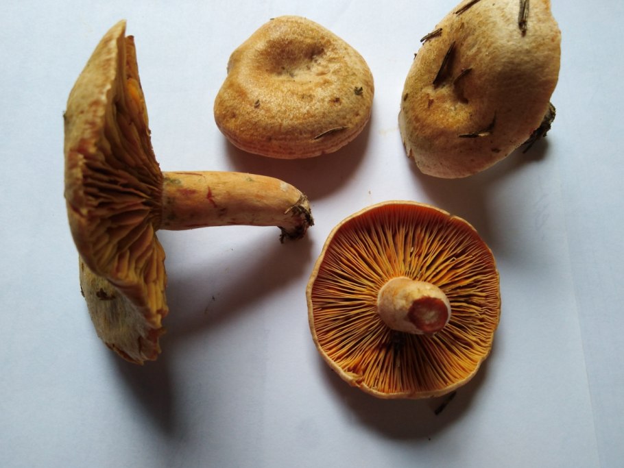 Гриб Рыжик на срезе