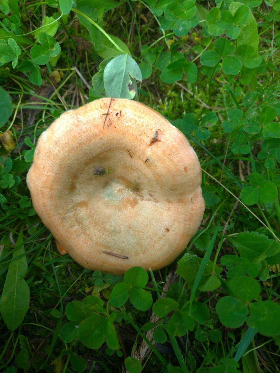 Волнушка Червивая