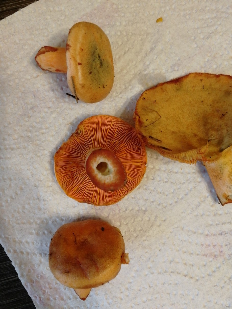 Lactarius brunneoviolaceus гриб