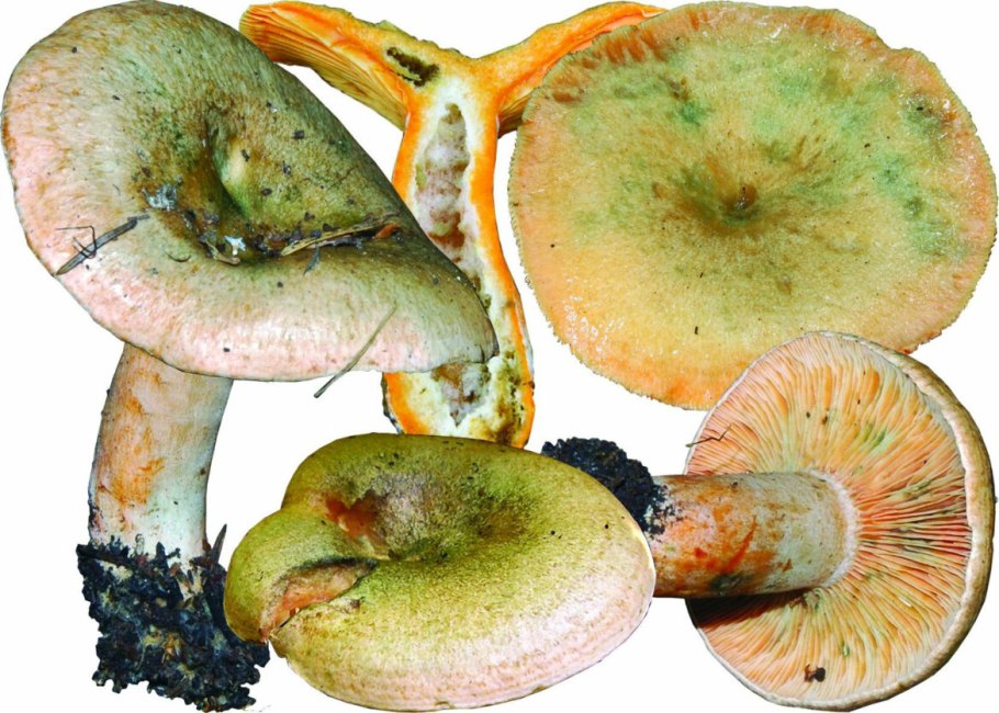 Гриб Рыжик зеленый