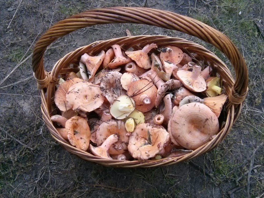 Рыжик настоящий Lactarius deliciosus