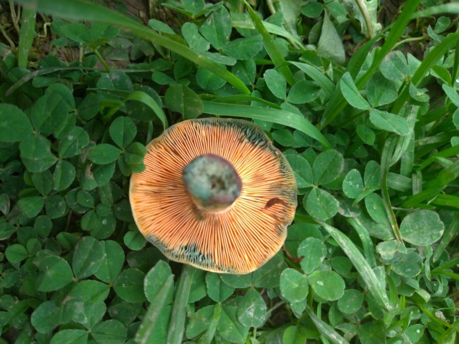 Рыжик еловый/еловик (Lactarius deterrimus);