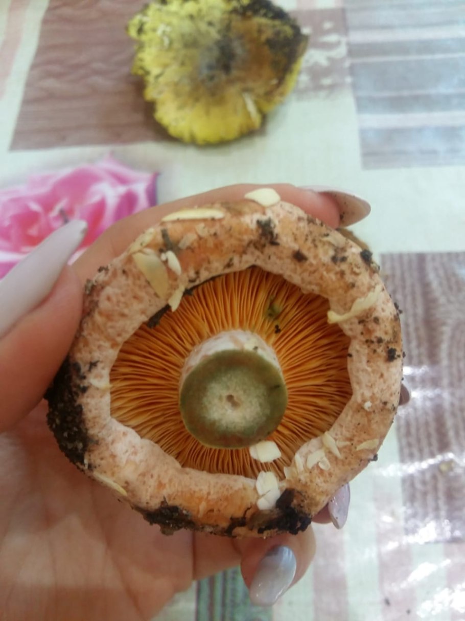 Рыжик на срезе