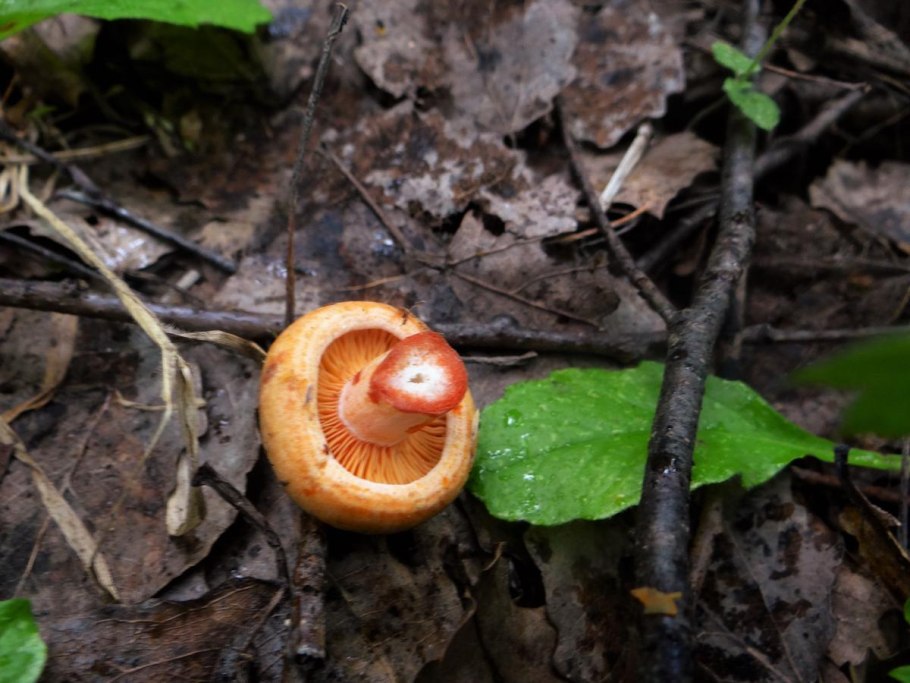 Рыжики грибы в разрезе черно белый