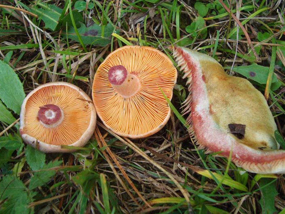 Рыжики Королевские грибы