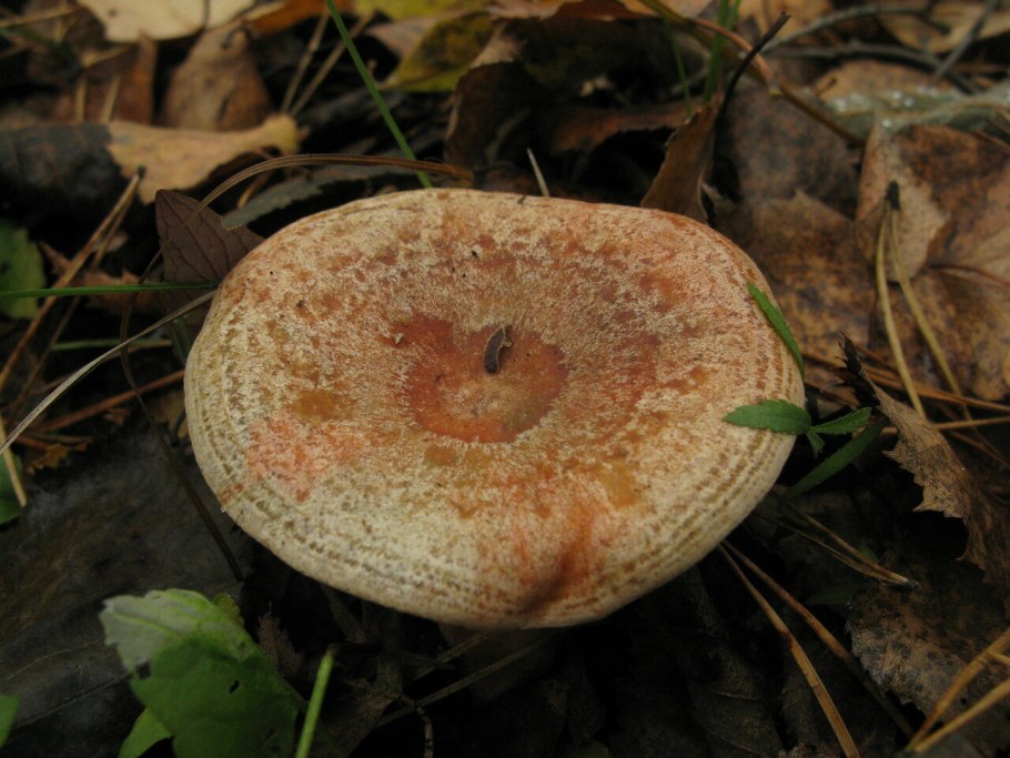 Lactarius torminosus – волнушка