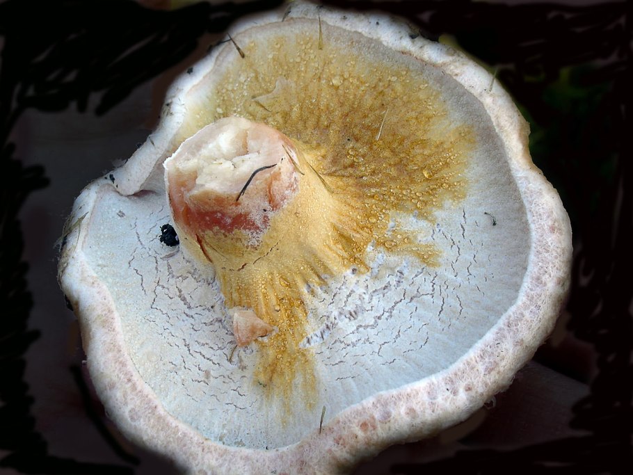 Рыжик гименофор