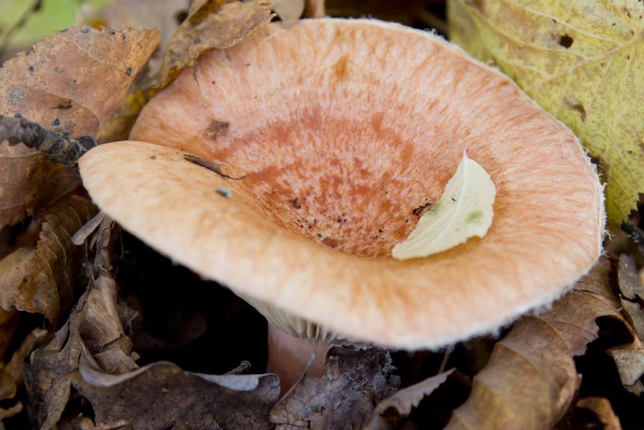 Рыжик настоящий Lactarius deliciosus