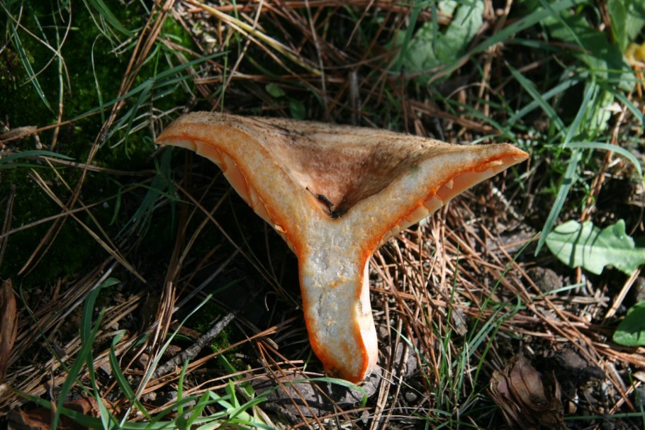 Гриб оранжевый на срезе