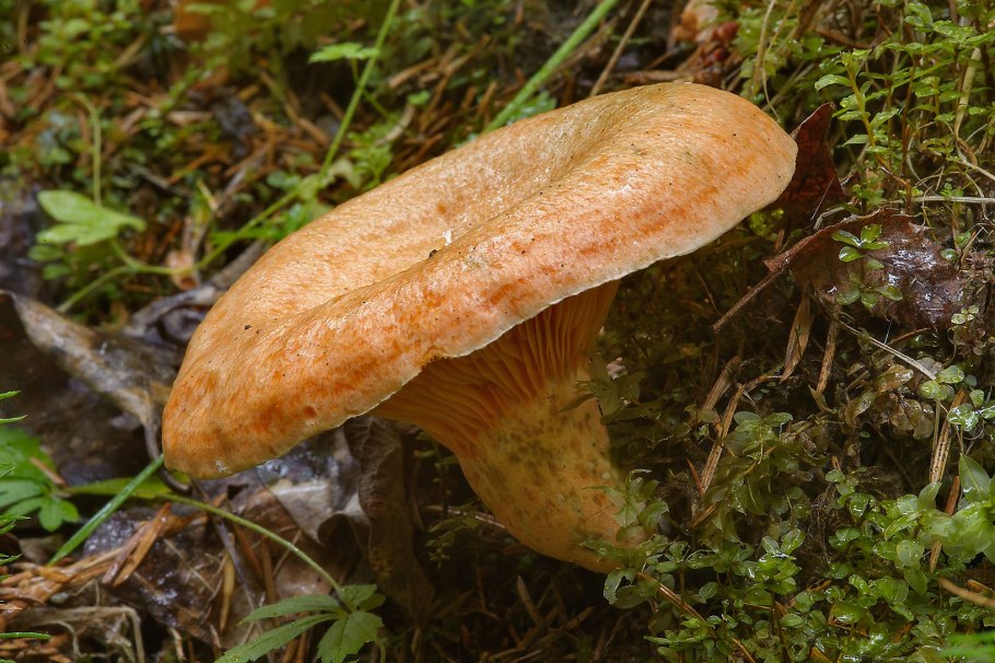 Рыжик сосновый боровой lactarius deliciosus
