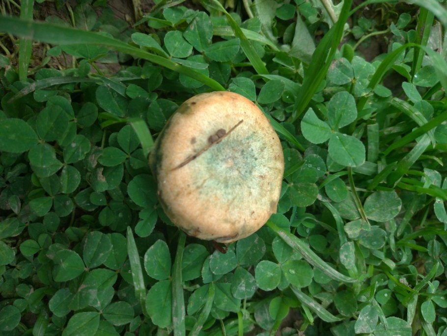 Волнушка оранжевая