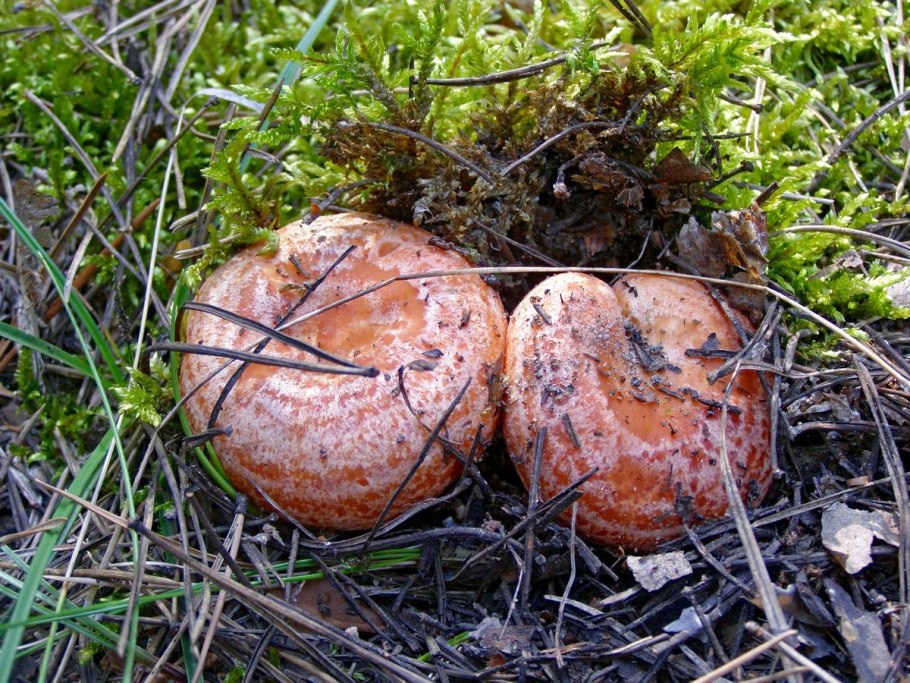 Волнушка розовая (Lactarius torminosus Schaeff) pers.,
